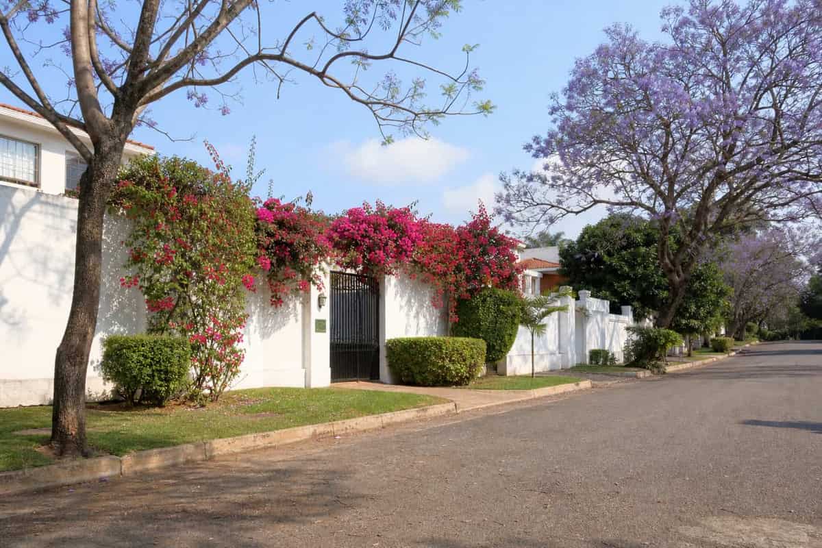 Residential street in Maputo