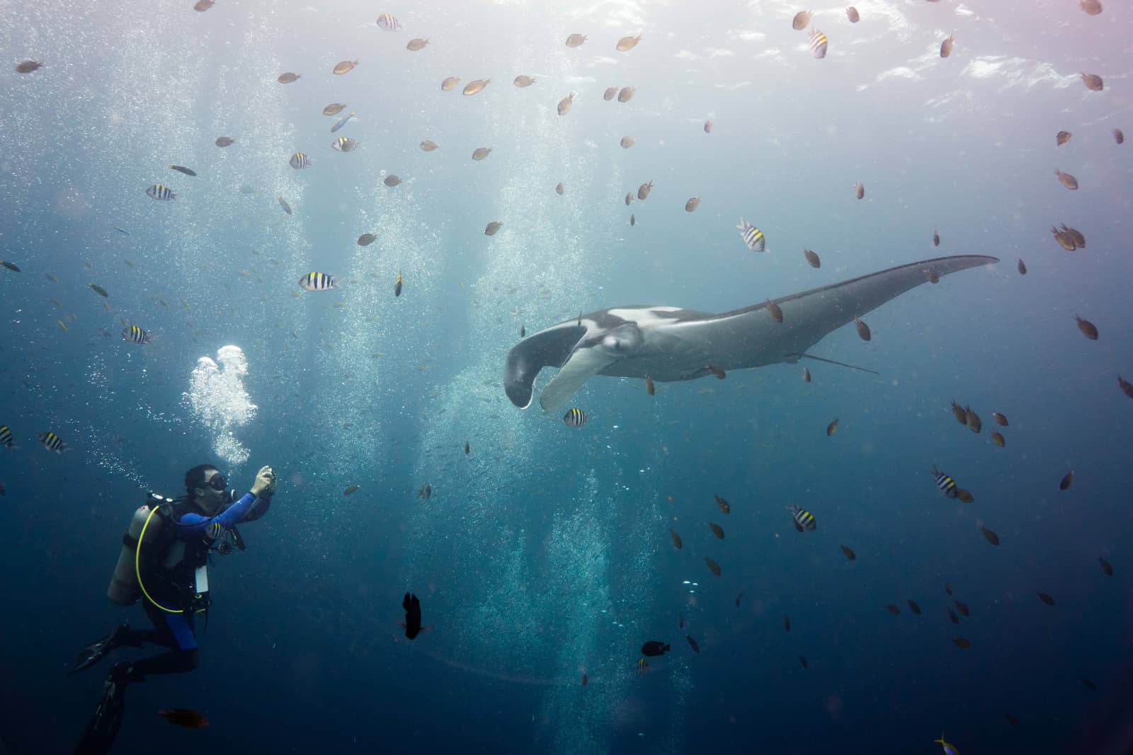 Manta ray in tropical Bazaruto waters