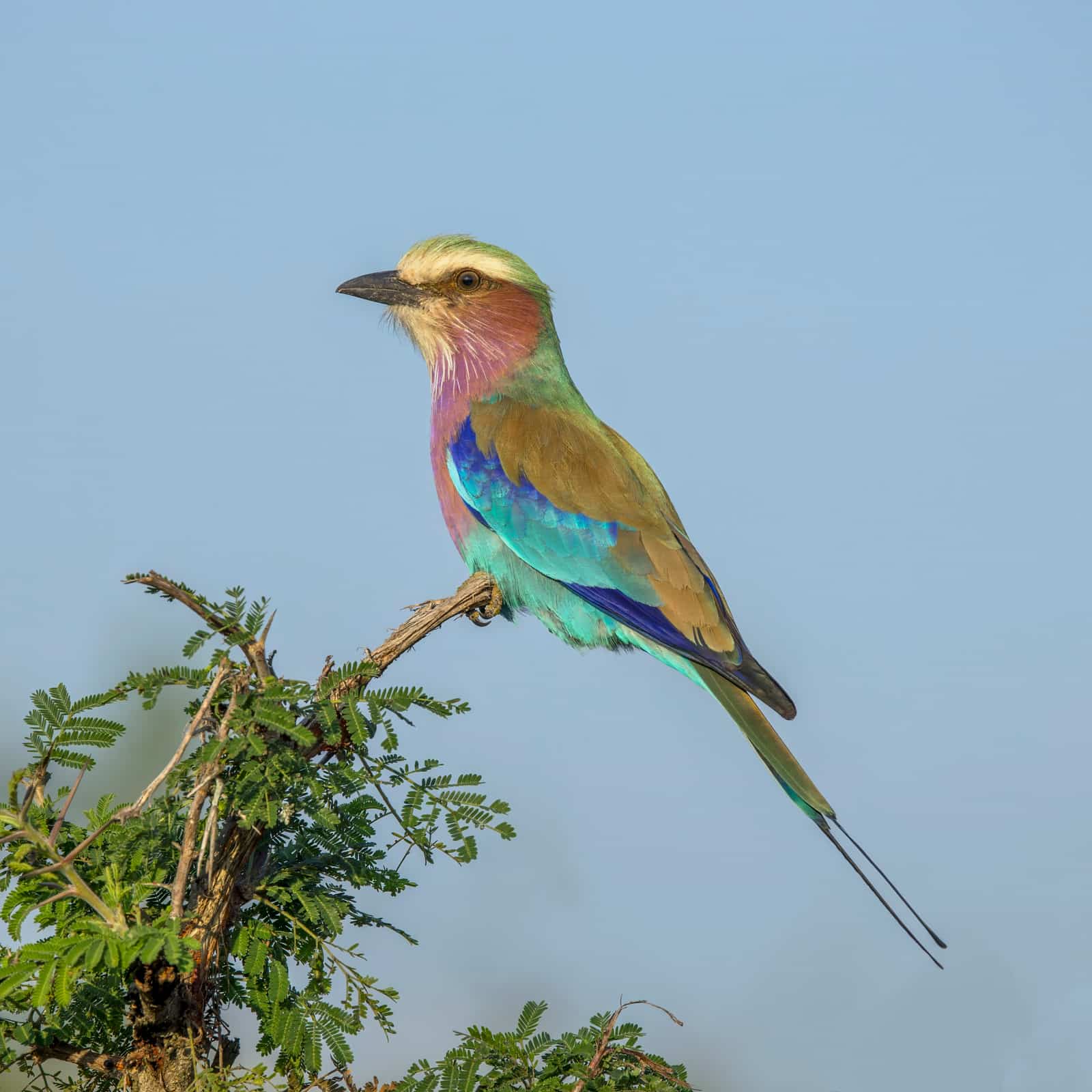 Wild bird in Gorongosa National Park
