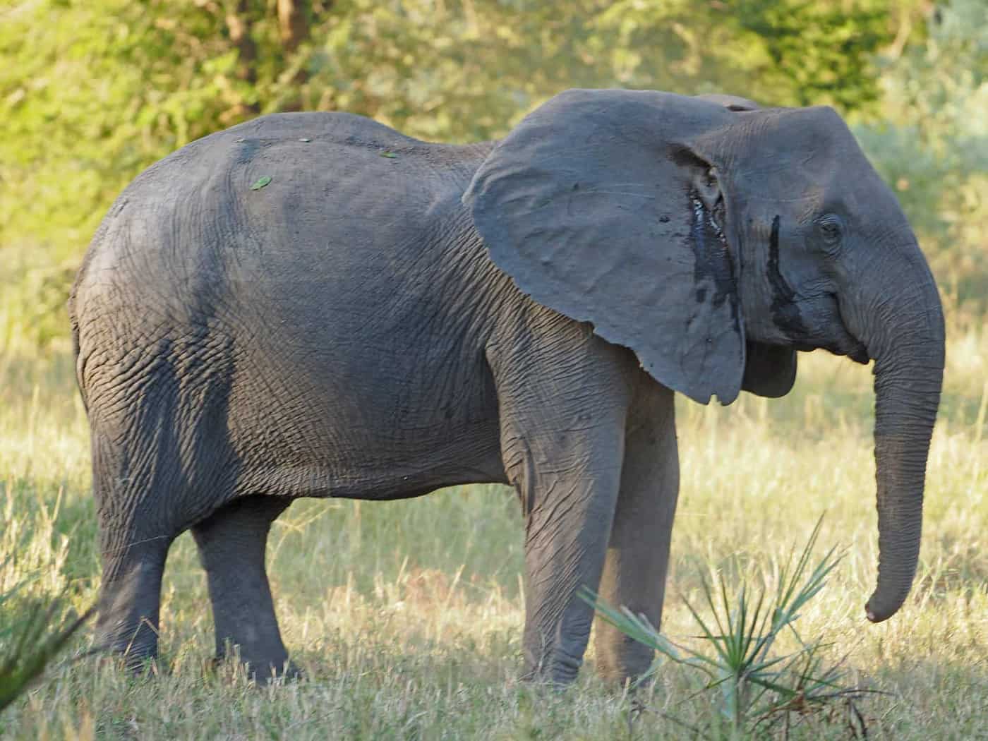 Wildlife seen on a game drive in Gorongosa