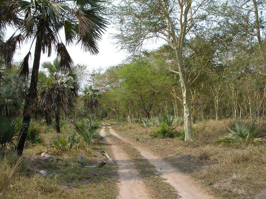 Landscape and trail in Gorongosa National Park