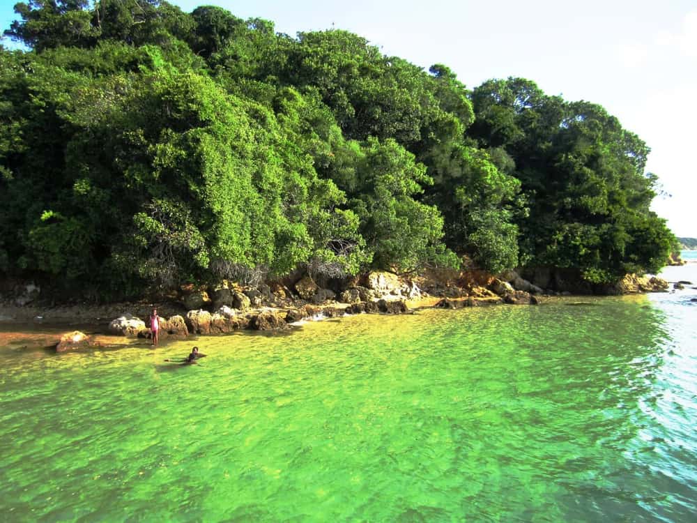 Coast and vegetation on Inhaca Island