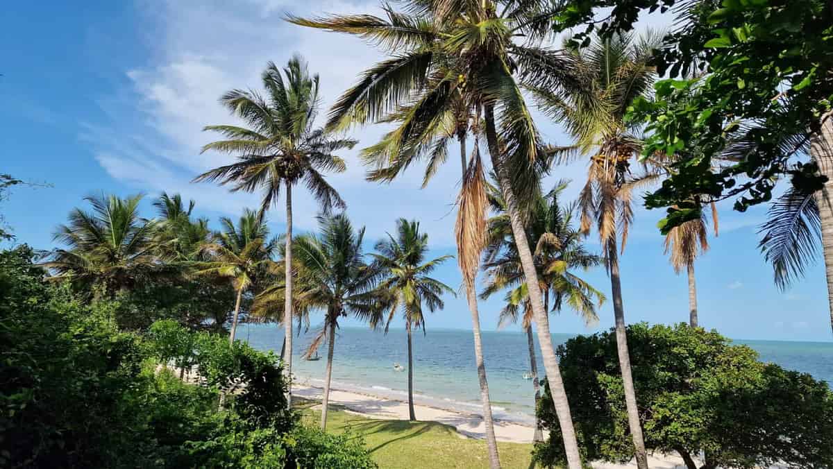 Palm trees on the Inhambane coast