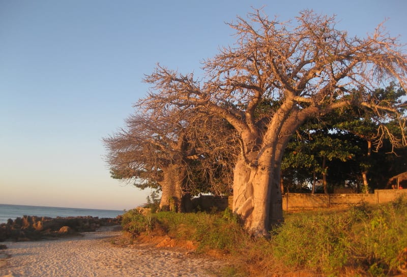 Baobab on the beach near Pemba