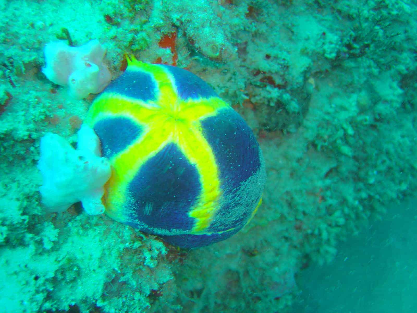 Coral and marine life on a reef off Inhambane