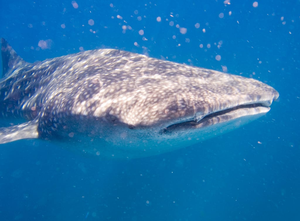 Whale shark in the waters off Tofo