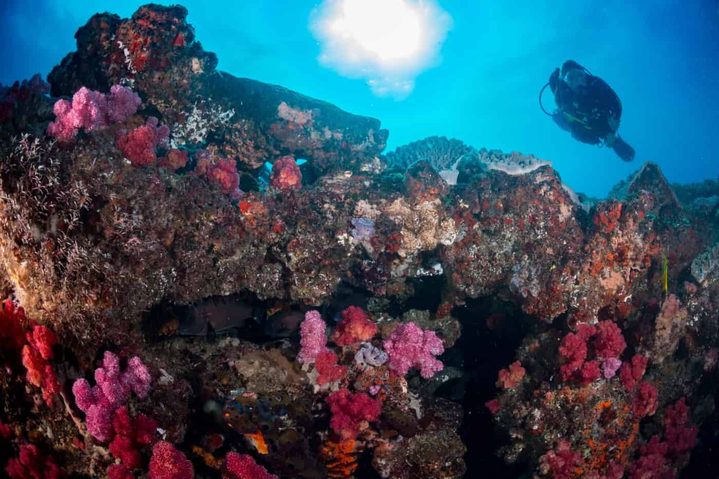 Diver and marine life on a reef near Vilankulo